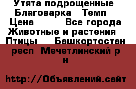 Утята подрощенные “Благоварка“,“Темп“ › Цена ­ 100 - Все города Животные и растения » Птицы   . Башкортостан респ.,Мечетлинский р-н